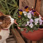 お花とねこ
