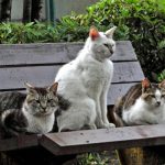 3匹のねこ