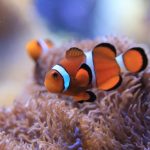 熱帯魚　海