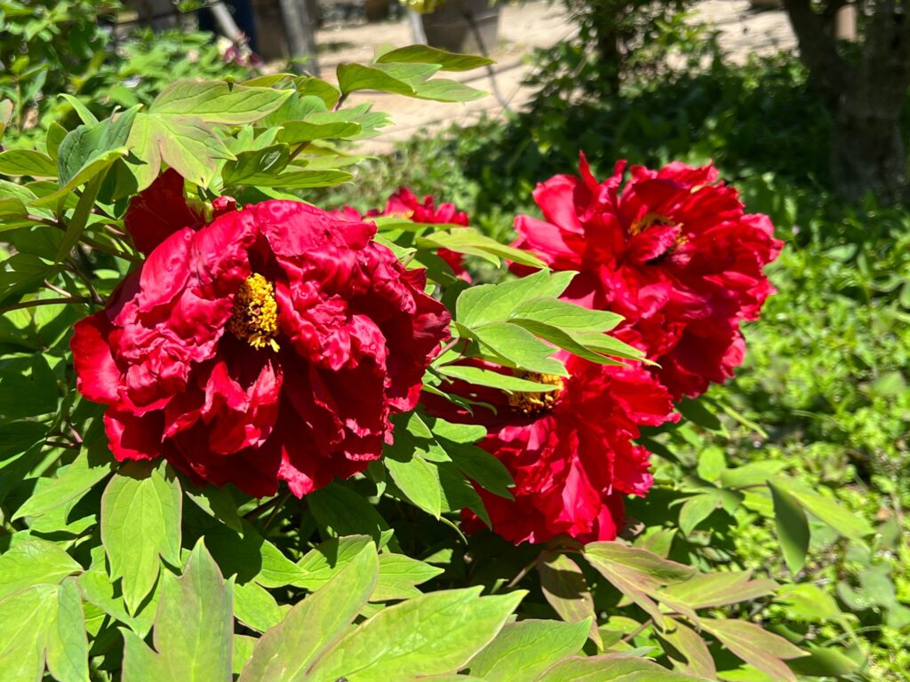 江南　芍薬の花